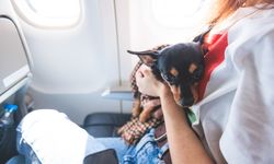 Benarkah Anjing Tidak Suka Berpergian?